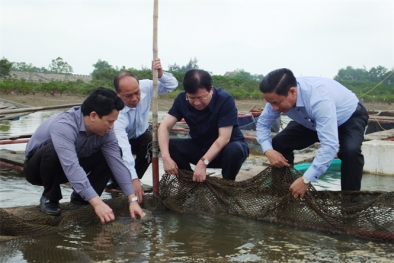Khẩn trương xác định nguyên nhân thủy, hải sản chết bất thường ở Hà Tĩnh