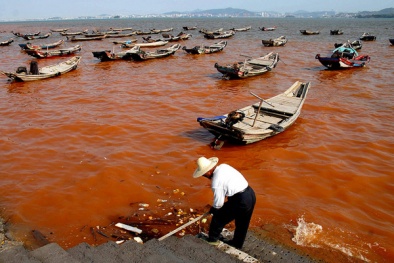 Những hình ảnh khó tin về thủy triều đỏ