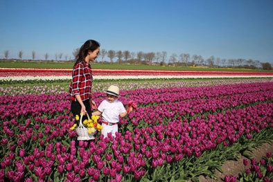 Những bình hoa tulip đẹp ngỡ ngàng của mẹ Việt ở Hà Lan