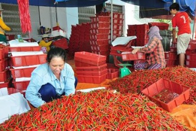Người dân vui vì '1 tạ ớt bằng 1 chỉ vàng'