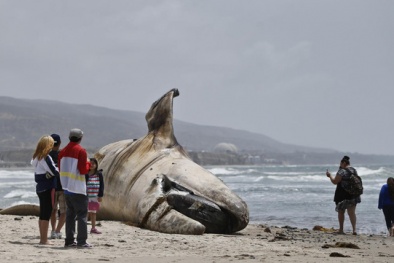 Phát hiện xác cá voi nặng 30 tấn, dài 12m nằm ‘trơ’ trên bờ biển Mỹ