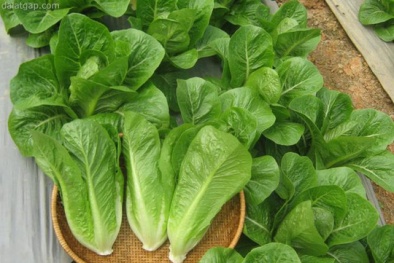 Rau sạch, rau tự trồng có an toàn không?