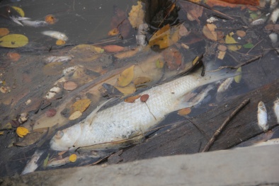 Sợ cá chết ở miền Trung, dân nháo nhào tìm cách lên núi du lịch ngày nghỉ lễ 30/4