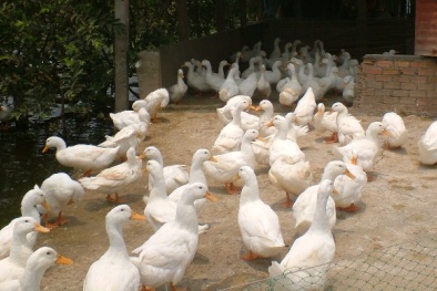 Thanh Hóa: Chuyển giao công nghệ, hỗ trợ nông dân làm giàu