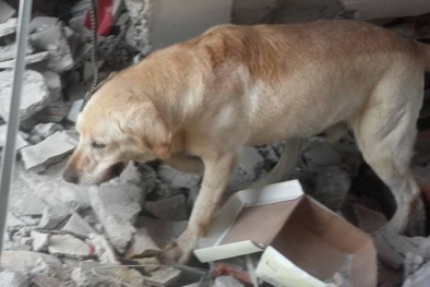 Xúc động chú chó cứu người đến kiệt sức trong động đất