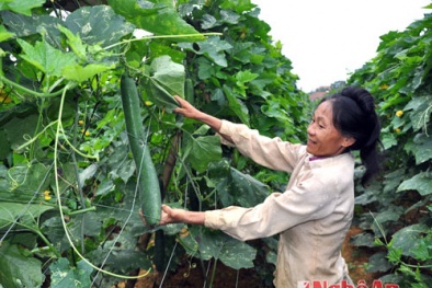 Nhiều mô hình cây trồng ở Nghệ An hiệu quả, cho năng suất cao