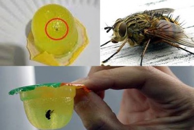 Ăn phải thạch rau câu Long Hải có ruồi, con bạn sẽ mắc những bệnh gì?