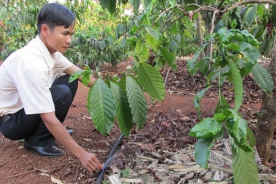 Vườn cây xanh ngát trong nắng hạn nhờ áp dụng mô hình tưới tiết kiệm