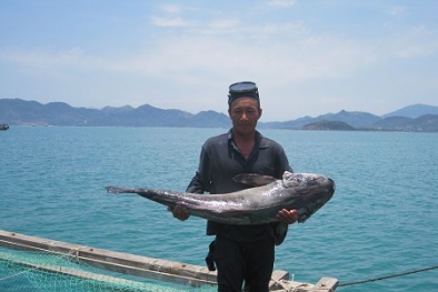 Cá bớp chết trắng bè, ngư dân mất tiền tỉ