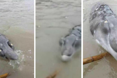 Du khách hốt hoảng khi thấy 'thủy quái' nổi lên trên mặt nước