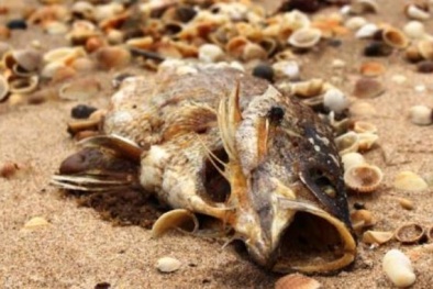 Hải sản chết bất thường, đã xuất hiện đối tượng lôi kéo người dân gây rối