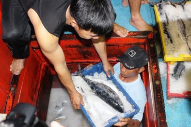 Quảng Bình: 5 tấn cá sạch được mua hết trong 1 giờ