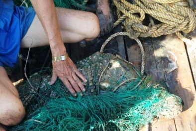 Cá sấu khổng lồ trên sông Soài Rạp bị bắt sau 2 tuần 'dọa' dân mất ăn mất ngủ