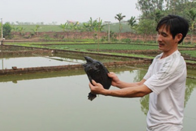 Nuôi ba ba thu nửa tỷ đồng mỗi năm