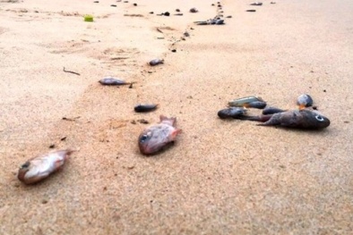 Bộ KH&CN lập đoàn chuyên gia độc lập tìm nguyên nhân cá chết