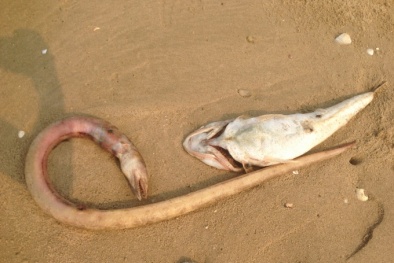 Cá chết ở miền Trung chỉ là chuyện nhỏ, cá sống mới đáng sợ