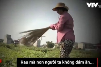 Clip cận cảnh: Nông dân dùng chổi quét cho rau rách như sâu ăn để... dễ bán