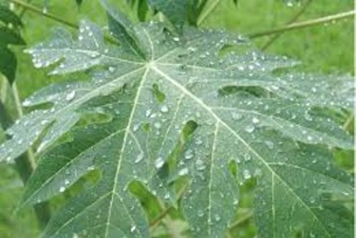 Lá đu đủ có thể ngừa một số loại ung thư