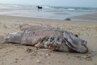 Lại tái phát cá chết hàng loạt ở nhiều địa phương miền Trung