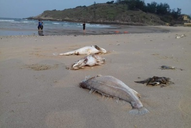 Vụ cá chết hàng loạt: Tổng kiểm tra Formosa Hà Tĩnh