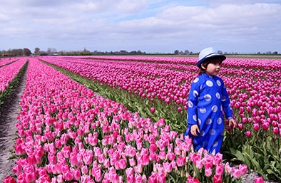 Ngắm 'hoàng tử lai' Việt - Hà Lan trên cánh đồng hoa tulip 