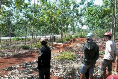 Dấu vết sót lại từ thi thể bí ẩn mặc áo đỏ nằm lẫn trong lá cao su