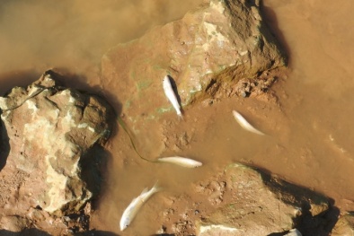 Thanh Hóa: Sông bốc mùi hôi, cá chết hàng loạt