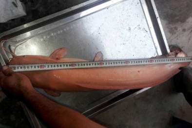 Tp.HCM: Câu được cá trê màu hồng ‘khủng’ dài gần 1m