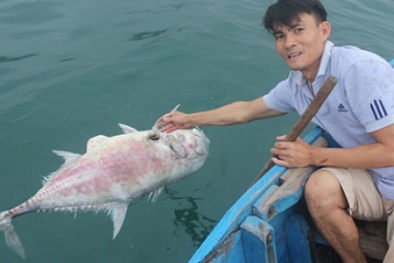 Xuất hiện tảo lạ ngư dân chưa từng nhìn thấy tại biển Thừa Thiên Huế