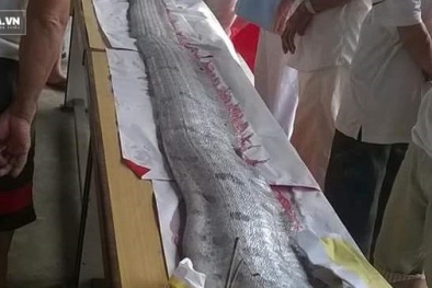 Đà Nẵng: Ngư dân vớt xác, mai táng cá hố khổng lồ dài 4m