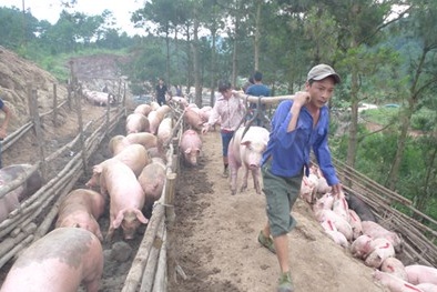 Lợn xuất khẩu 'quay đầu' đi đâu?