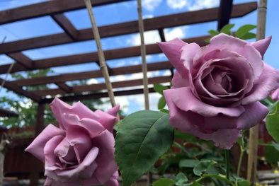 Vườn hoa hồng đẹp như cổ tích của mẹ Việt ở Hungary 