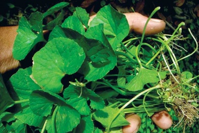 Giật mình trước những tác hại ít ai biết của rau má