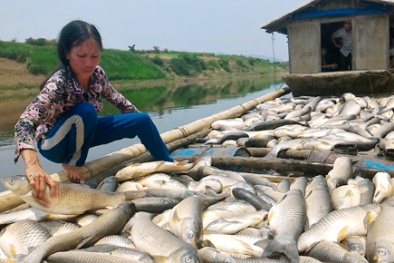 Cá chết trắng sông Bưởi, người nuôi ngất lên ngất xuống đi vớt ‘tiền tỷ’