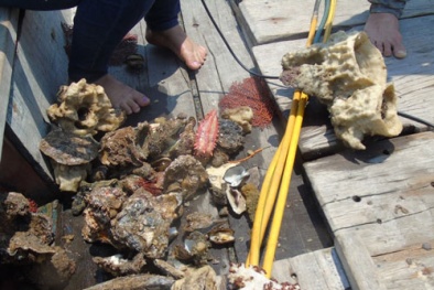 Thợ lặn kể về đáy biển 'chết'