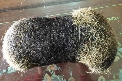 Hà Nam: Phát hiện vật thể lạ nghi cát lợn tỷ đồng nặng ‘khủng’ 2kg