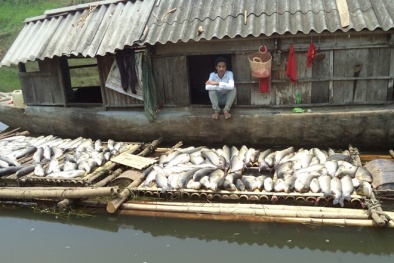 Vụ cá chết hàng loạt, nước sông đổi màu: Thanh Hóa 'cầu cứu' Thủ tướng