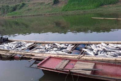 Cá chết hàng loạt trên sông Bưởi: Thảm cảnh xảy ra chỉ trong một đêm