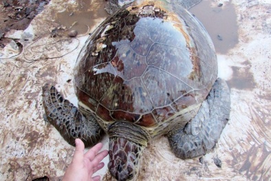 Rùa biển siêu quý hiếm nặng 40kg mắc cạn suýt bị lên bàn nhậu