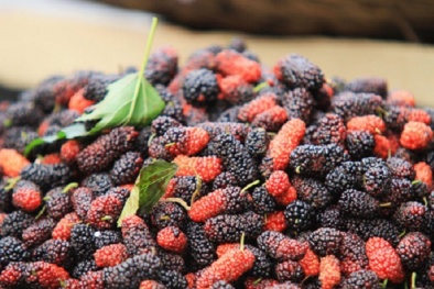 Công dụng tuyệt hảo từ nước ngâm dâu tằm