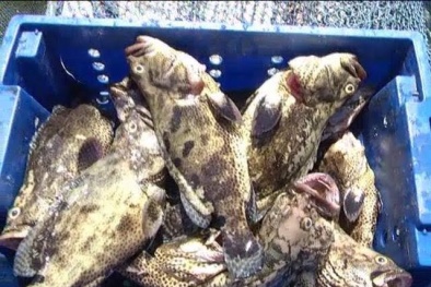 Nguyên nhân bất ngờ khiến cá chết hàng loạt ở đảo Phú Quý
