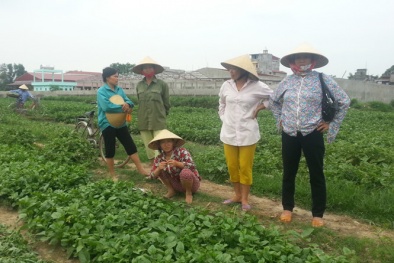 Vụ “dùng chổi quét rau’: Dân bán 1 nghìn đồng 3 bó không ai mua