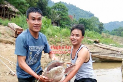 Nghệ An: Ngư dân câu được ‘thủy quái' nặng 25kg, dài gần 1m