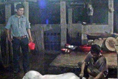 Phát hiện lò mổ heo sử dụng chất tạo nạc tại Bình Thuận