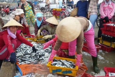 4 ngân hàng thương mại cho vay thu mua tạm trữ hải sản