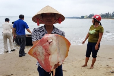 Hải sản chết bất thường vì đâu, câu hỏi đang dần được sáng tỏ