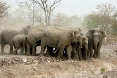 Đắk Lắk: ‘Kinh hồn bạt vía’ vì hàng chục con voi rừng bất ngờ xuất hiện giữa khu dân cư