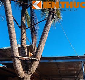 Cận cảnh cây dừa ba ngọn giá 22 tỷ không bán ở Bình Phước