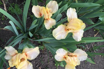 Mẹ Việt ở Czech 'nghiện trồng hoa diên vĩ hơn cả ma túy'