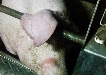 TP. HCM: Phát hiện 624 con heo bị tiêm thuốc an thần